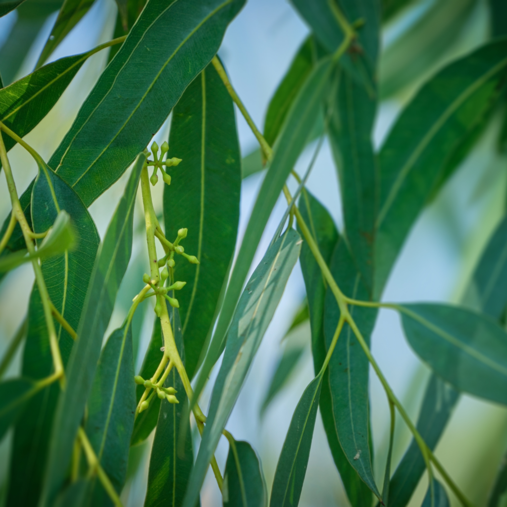 The 8 Best Natural Mosquito Repellent Plants for Your Garden  The Locals