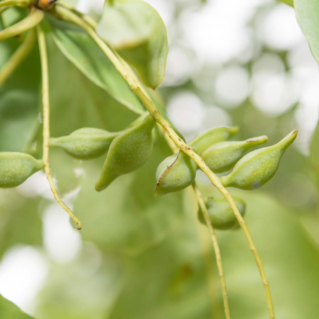 The 8 Best Natural Mosquito Repellent Plants for Your Garden  The Locals