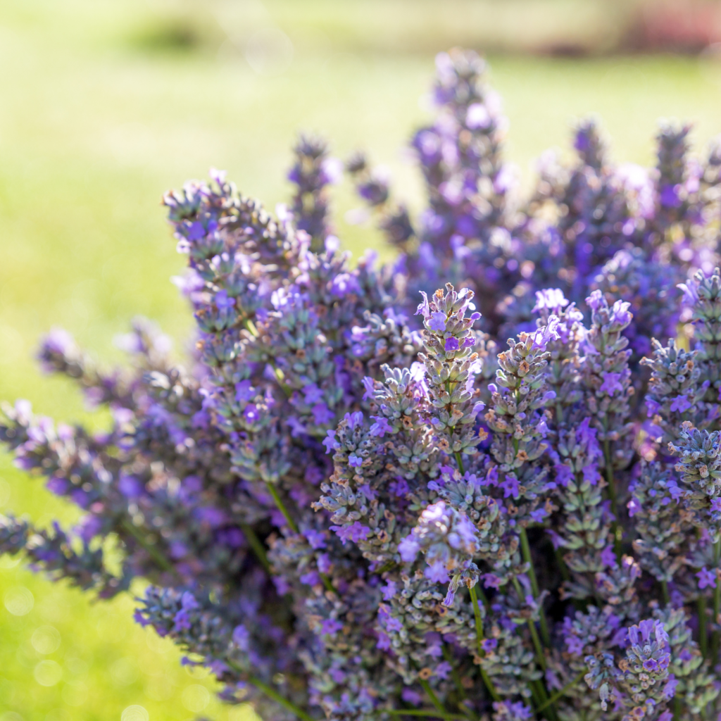 The 8 Best Natural Mosquito Repellent Plants for Your Garden  The Locals