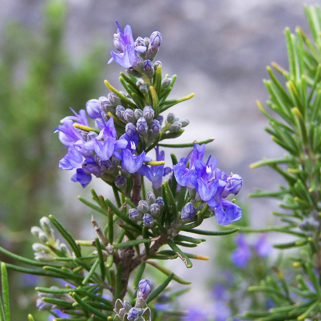 The 8 Best Natural Mosquito Repellent Plants for Your Garden  The Locals