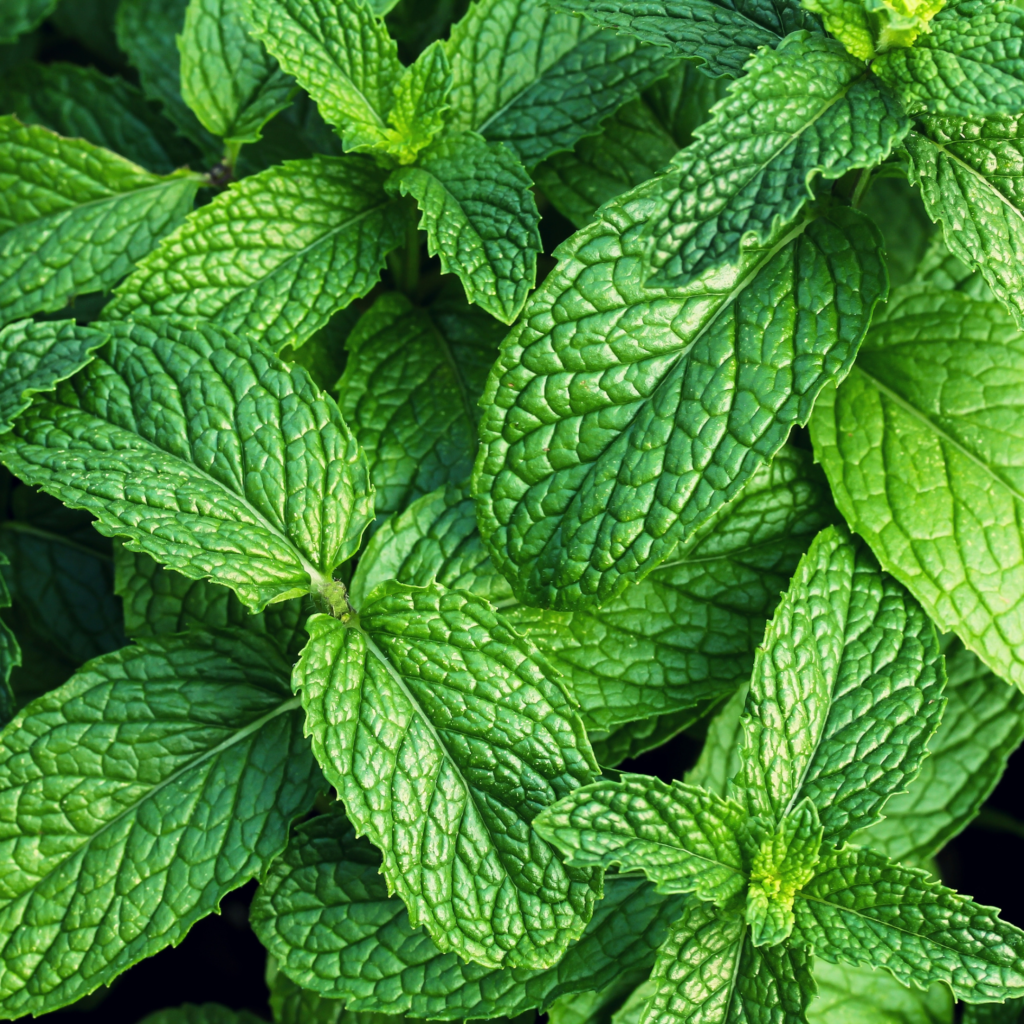 The 8 Best Natural Mosquito Repellent Plants for Your Garden  The Locals